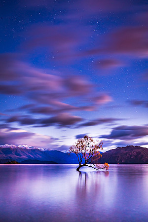 The Wanaka Tree