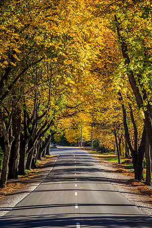 Leafy Street