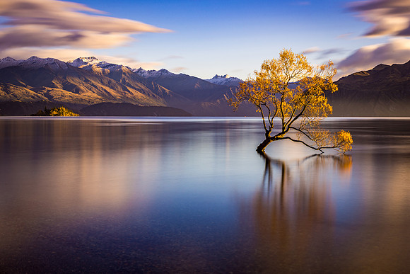 Lonely Tree