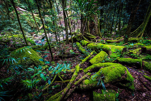 Green Forest