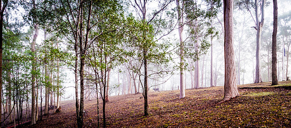 Trees amongst the Fog