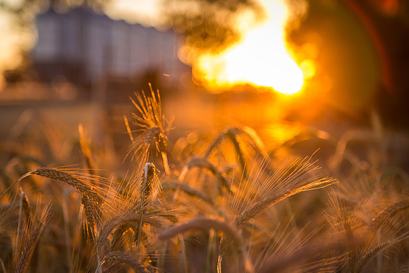 Wheat at Sunset