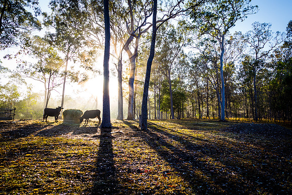 Cattle in the Sun
